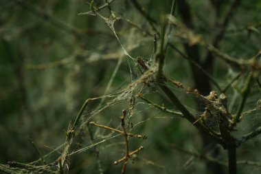 Bir ağaç dalında bir örümcek ağı görülür. Ağ örümcek ağıyla kaplı ve o yaşlı ve yıpranmış.