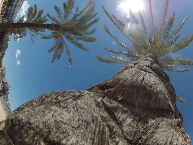 Arka planda iki palmiye ağacı olan bir ağaç. Ağaç uzundur ve bir sürü yaprakları vardır. Gökyüzü mavi ve berrak