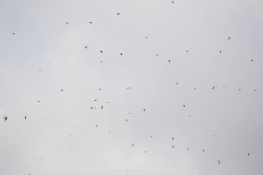 Gökyüzünde uçan bir kuş sürüsü. Kuşlar farklı yönlere dağılmış, bazıları yüksekten uçuyor ve diğerleri alçaktan uçuyor. Gökyüzü bulutlu ve kuşlar acele ediyor gibi görünüyor.