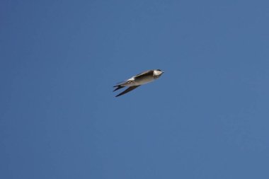 Arka planda mavi bir gökyüzü olan bir kuş gökyüzünde uçuyor. Kuş havada süzülüyor ve gökyüzü berrak ve parlak.