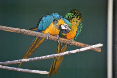 İki papağan bir dala oturmuş. Biri mavi ve sarı, diğeri yeşil ve sarı.