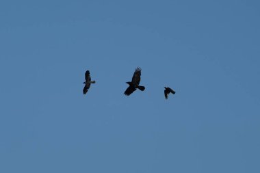 Gökyüzünde uçan üç kuş. Gökyüzü mavi ve berrak. Kuşlar siyah.