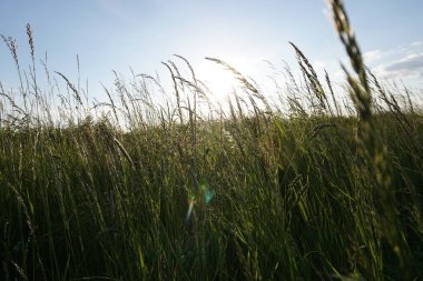 Ortasında parlak bir güneş parlayan uzun bir çimen tarlası. Güneş çimenlerin üzerine gölgeler düşürüyor, derinlik ve hareket hissi yaratıyor. Huzurlu ve huzurlu bir sahne.