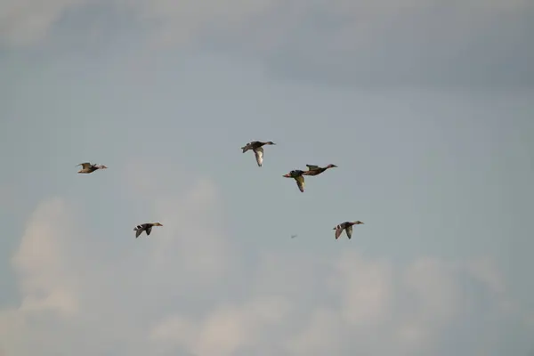 Bir ördek sürüsü gökyüzünde uçuyor. Gökyüzü bulutlu ve kuşlar V şeklinde uçuyor.