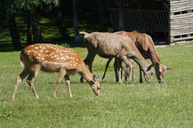 Üç geyik otlakta otluyor. Geyikler kahverengi ve beyazdır, birinin beyaz benekleri vardır. Sahne huzurlu ve sakin, geyik sakince otları yiyor.