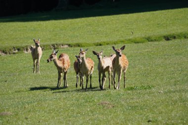 Bir grup geyik otlak bir alanda duruyor. Geyikler sakince otlayıp doğal ortamın tadını çıkarırken huzur ve sükunet kavramı.