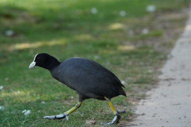 Siyah bir kuş çimlerin üzerinde yürüyor. Kuş küçüktür ve siyah bir gövdeye sahiptir. Çimenlerde yürüyor ve yiyecek arıyor.