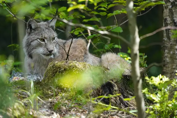 Küçük bir kedi ormanda bir kütüğün üzerinde yatıyor. Kedi kameraya bakıyor.