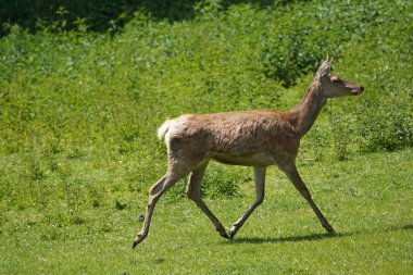 Bir geyik çimenli bir tarlada yürüyor. Geyik kahverengidir ve sırtında beyaz bir bölge vardır. Çimler yeşil, gökyüzü mavi.
