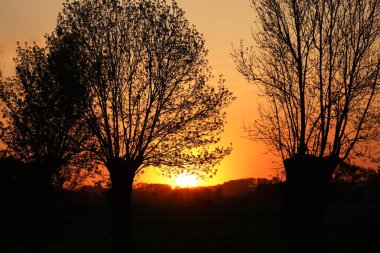 Gün batımına karşı iki ağaç siluetlidir. Güneş uzaklardan batıyor, manzaranın üzerine sıcak bir parıltı saçıyor. Sahne huzurlu ve sakin, ağaçlar dik duruyor.