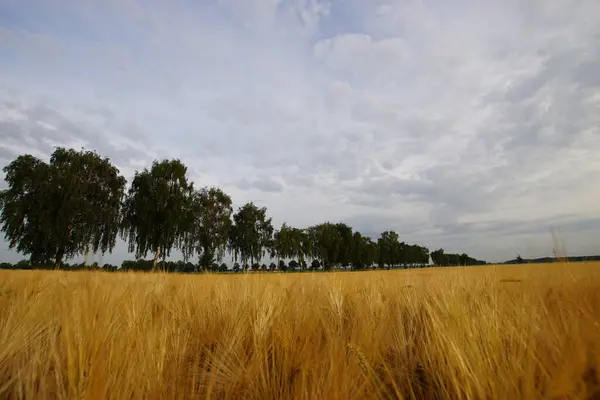 Arka planda birkaç ağaç olan uzun bir çim tarlası. Gökyüzü bulutlu ve güneş parlamıyor.