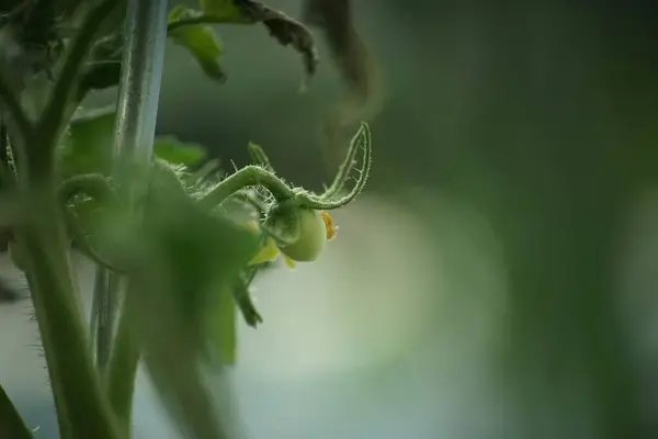 Yeşil saplı ve yapraklı bir domates bitkisinin yakın çekimi. Sapı ince, yaprakları yeşil ve yapraklı.