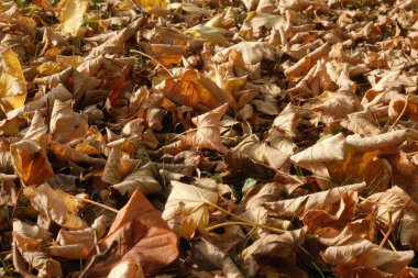 Yerde bir yığın sarı yaprak var. Yapraklar dağılmış ve bazıları diğerlerinden daha büyüktür. Yapraklar nazikçe düşerken ve doğal bir şey yaratırken, resim huzurlu ve huzurlu bir ruh haline sahip.