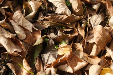 Yerde bir yaprak yığını. Yapraklar kahverengi ve dağınık.