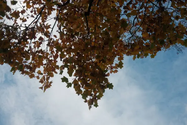 Sarı ve kahverengi yapraklı bir ağaç. Yapraklar ağacın her yerine saçılmış. Gökyüzü mavi ve berrak