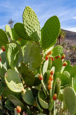 Bir sürü küçük kırmızı çiçekli büyük yeşil bir kaktüs. Kaktüs kuru ve kurak bir araziyle çevrilidir.