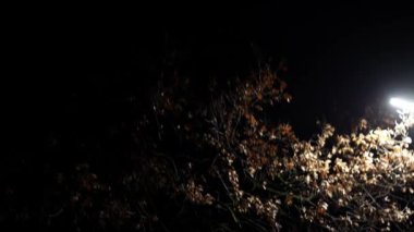 Önünde bir ağaç olan karanlık, yıldızsız bir gökyüzü. Ağaç çıplak ve gökyüzü zifiri karanlık görünür yıldızlar ya da ay yok. Sahne sessiz ve sakin.