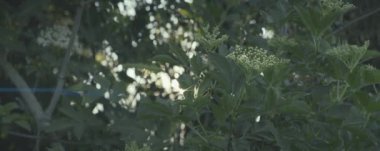 yeşil yaprak arkaplan ve gölge