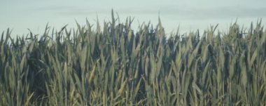 Yeşil buğday tarlası