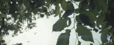 Ormanda yeşil yapraklar