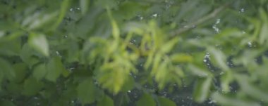 Cama yağmur damlaları düşer.