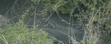 Ormanın güzel bir görüntüsü.