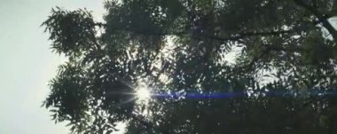 Ağaç dalları, bitki örtüsü ve doğa