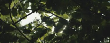 Yeşil yapraklar, doğada yeşillik.