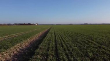 İçinden toprak yol geçen bir çim tarlası. Gökyüzü açık ve mavi