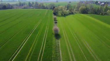 Ortasında birkaç ağaç olan büyük bir yeşil çimen tarlası. Ağaçlar küçük ve her yere dağılmış.