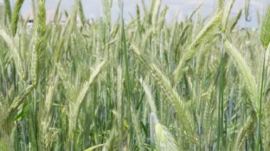 İçinde birkaç yabani ot olan uzun yeşil çimen tarlası. Otlar uzun ve yeşildir ve otlar küçüktür ve tarlaya saçılmıştır. Sahne, uzun otlar gibi huzurlu ve sakin.