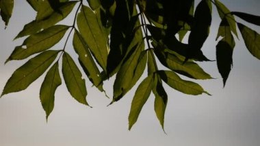 Yakın plan - ağaç dallarındaki yeşil yaprakların fotoğrafı