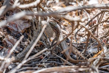 Bir kertenkele çalılığın ortasında. Çalılar kuru ve kahverengi.