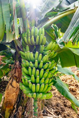 Ağaçtan sarkan bir avuç yeşil muz. Muzlar bir araya toplanmış ve çok yeşildirler.