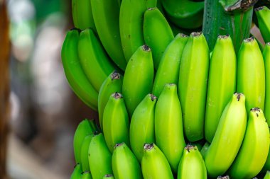 Ağaçtan sarkan bir avuç yeşil muz. Muzlar olgunlaştı ve yenmeye hazır.