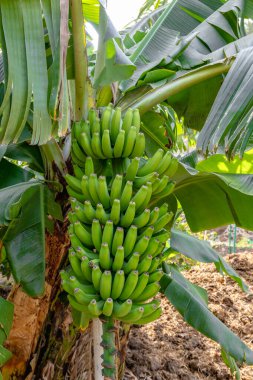 Ağaçtan sarkan bir avuç yeşil muz. Muzlar olgunlaştı ve toplanmaya hazır.
