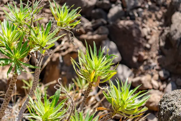 Kayalık bir yamaçta yetişen bir grup yeşil bitki. Bitkiler küçük ve seyrek, ama sert ortamda gelişiyorlar. Dayanıklılık ve kararlılık kavramı