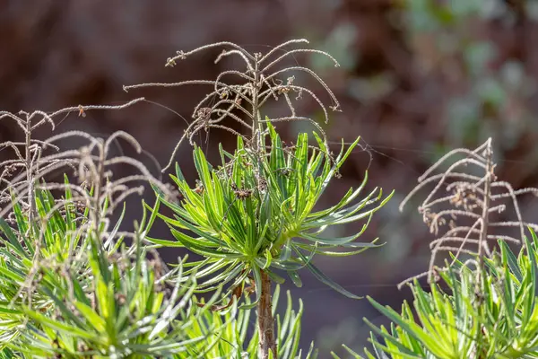 Bir tanesinde örümcek ağı olan bir grup ölü bitki. Örümcek ağı en uzun bitkinin üzerindedir.