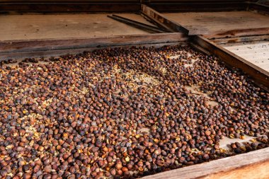 Kahve tarlasında elek üzerinde kiraz taneleri ölüyor..