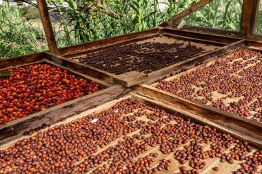 Kahve tarlasında elek üzerinde kiraz taneleri ölüyor..