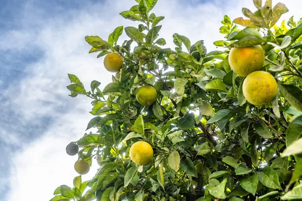 Üzerinde bir sürü portakal sallanan bir ağaç. Portakallar olgunlaştı ve toplanmaya hazır. Gökyüzü açık ve parlak, sahneyi neşeli ve davetkar gösteriyor.