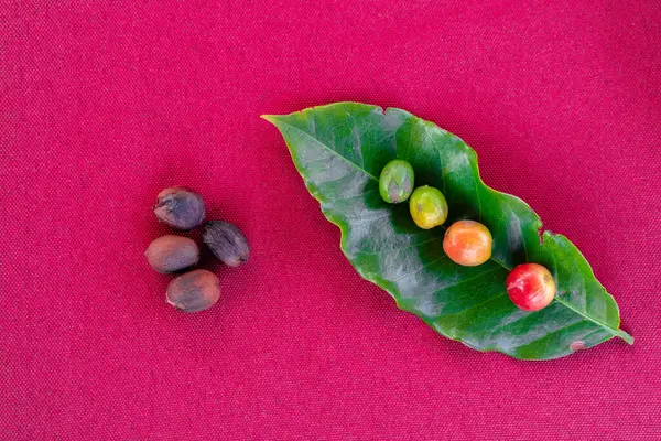 Kahve çekirdeğinin 5 aşaması bir kahve yaprağının üzerinde sunuluyor.