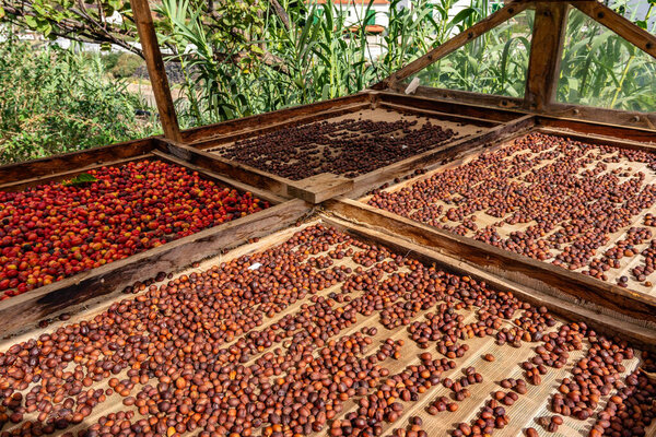 бобы вишни умирают традиционно на сита на кофейной плантации.