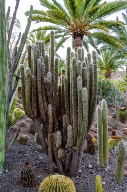 Bir kaktüs bitkisi diğer bitki ve ağaçlarla çevrilidir. Kaktüs uzundur ve kahverengi bir gövdesi vardır. Diğer bitkiler daha küçük ve yayılmış. Huzurlu ve huzurlu bir sahne.