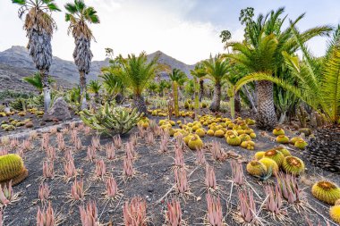 Birkaç palmiye ağacı ve kaktüsü olan bir çöl manzarası. İmajın bir yalnızlık ve boşluk havası var.