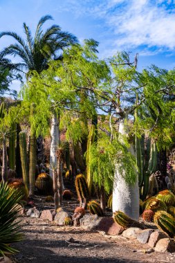 Ortasında büyük bir ağaç olan bir çöl manzarası. Ağaç birçok başka ağaç ve kaktüs ile çevrilidir. Gökyüzü açık ve mavidir, ve güneş parlıyor. Huzurlu ve huzurlu bir sahne.