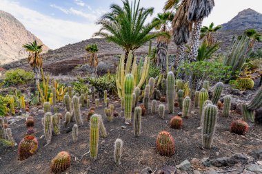 Çeşitli kaktüsleri ve palmiyeleri olan bir çöl manzarası. Kuraklık ve kuraklık kavramı. Kaktüsler ve palmiyeler çorak arazide yaşamın tek belirtileri.