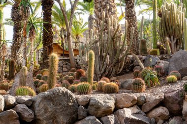 A desert landscape with a variety of cacti and palm trees. The image has a peaceful and serene mood, with the cacti and palm trees providing a sense of calm and tranquility