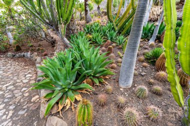 Çeşitli kaktüsleri ve palmiyeleri olan bir çöl manzarası. Bitkilerin sükunet ve sükunet hissi verdiği imaj huzurlu ve huzurlu bir ruh haline sahip.