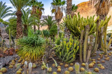 Çeşitli kaktüsleri ve palmiyeleri olan bir çöl manzarası. Sahne huzurlu ve sakin, güneş bitkilerin üzerinde parlıyor.